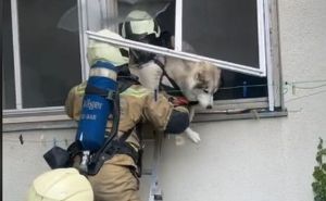 Predivni prizori: Pogledajte kako su vatrogasci spasili psa iz stana