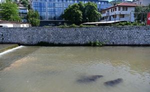 Neobičan prizor u Sarajevu: Grupa ribica u Miljacki izazvala reakcije