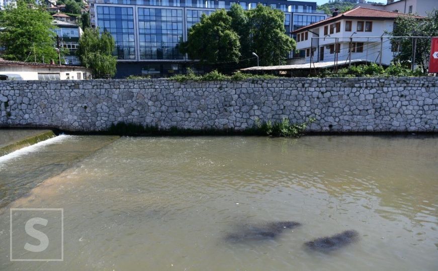 Neobičan prizor u Sarajevu: Grupa ribica u Miljacki izazvala reakcije