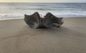 Neobičan ‘predmet’ izbačen na plažu izazvao šok među ljudima kada su otkrili o čemu se radi