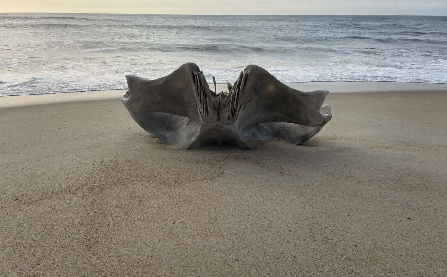 Neobičan ‘predmet’ izbačen na plažu izazvao šok među ljudima kada su otkrili o čemu se radi
