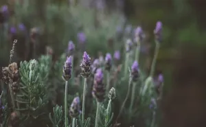 Nebitno bili iskusni vrtlar ili početnik, ovo su najbolji načini za uzgajanje lavande