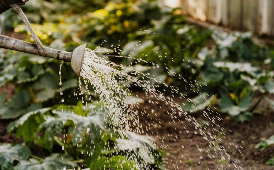 Stručnjak upozorava: Greška pri zalijevanju vrta po vrućem vremenu može uništiti cijeli urod
