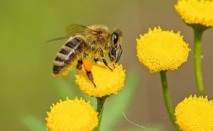 Šta ako nestanu pčele sa planete? Posljedice nisu nimalo lijepe
