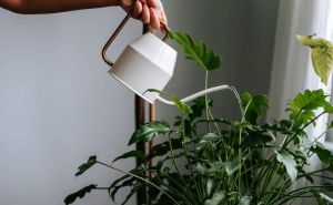 Nevjerovatan trik sa biljnom kupkom: Klijanje biljke zagarantovano