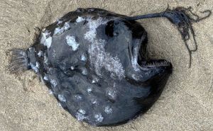 Do sada je viđena samo 31 ovakva riba: More na obalu izbacilo čudesno stvorenje