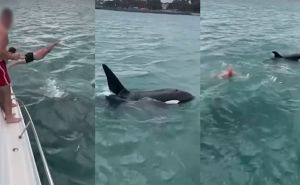 Nevjerovatan video: Skočio na kita ubicu, prijatelji s broda sve snimali i navijali