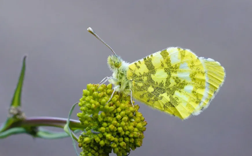 Otkriće nove vrste leptira u Bosni i Hercegovini