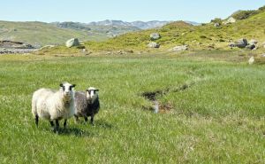 Bizaran slučaj u BiH: Žena mu dala 159 ovaca na čuvanje, on ih ne želi vratiti