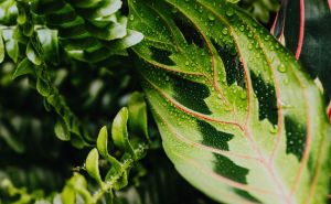 Naučnici tvrde da ova biljka može pomoći oko prestanka pušenja: Pogledajte rezultate studije