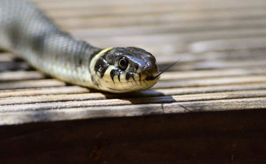 Dobro je znati: Kako otkriti zmijske rupe u vašem vrtu?