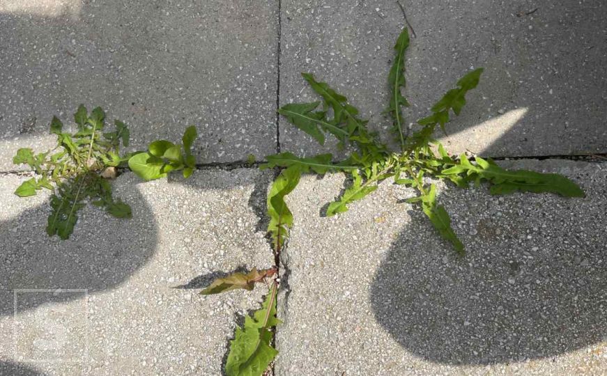 Ova smjesa rješava korov između biljaka u sekundi: Sastojke sigurno imate u svojoj kući