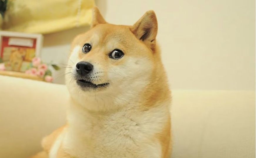 Uginuo pas koji je poznat širom svijeta po seriji meme Doge: 'Počivaj u miru'