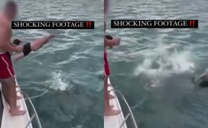 Šokantan snimak: Čovjek skočio sa broda među kitove ubice - pogledajte kako je prošao