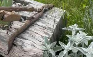 Bizaran prizor iz Dalmatinske zagore: Poskok pojeo drugu zmiju i uginuo!