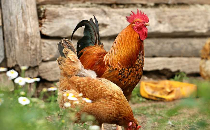 Bizarna situacija u Velikoj Britaniji: Malo selo u Norfolku uznemiravaju kokoške