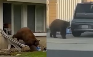 Medvjed ulazi u kuće i uzima samo jednu, neobičnu stvar: Čak je dobio i poseban nadimak