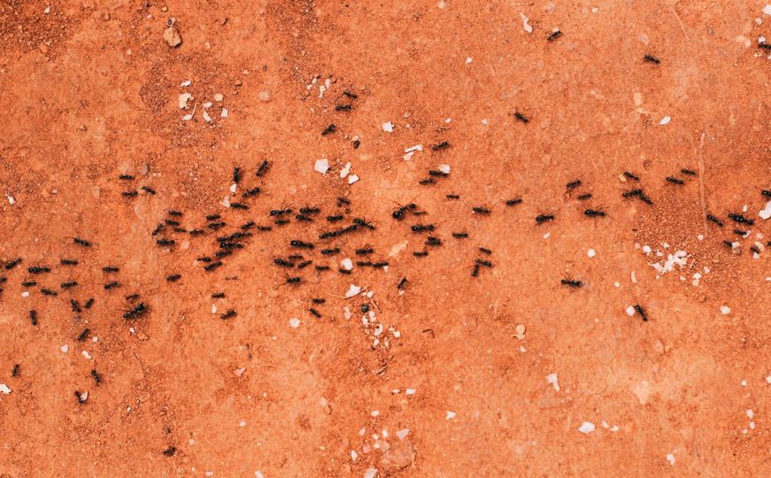 Mravi u kući mogu postati prošlost zbog ove smjese: Ovo je recept kako je napraviti