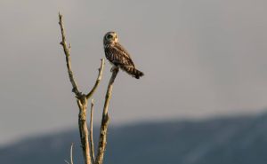 Ljepotica na Livanjskom polju: Otkrivena nova vrsta ptice