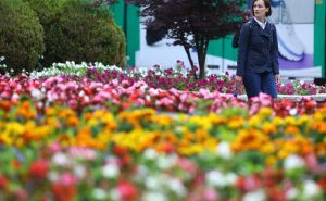 Sarajevo cvjeta: Glavni grad ukrašen cvijećem i ljubavlju