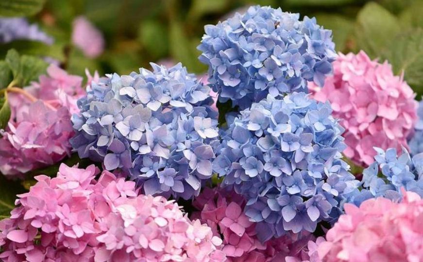 Kako sačuvati ljepotu hortenzija: Savjeti za dugotrajno uživanje i dekoraciju