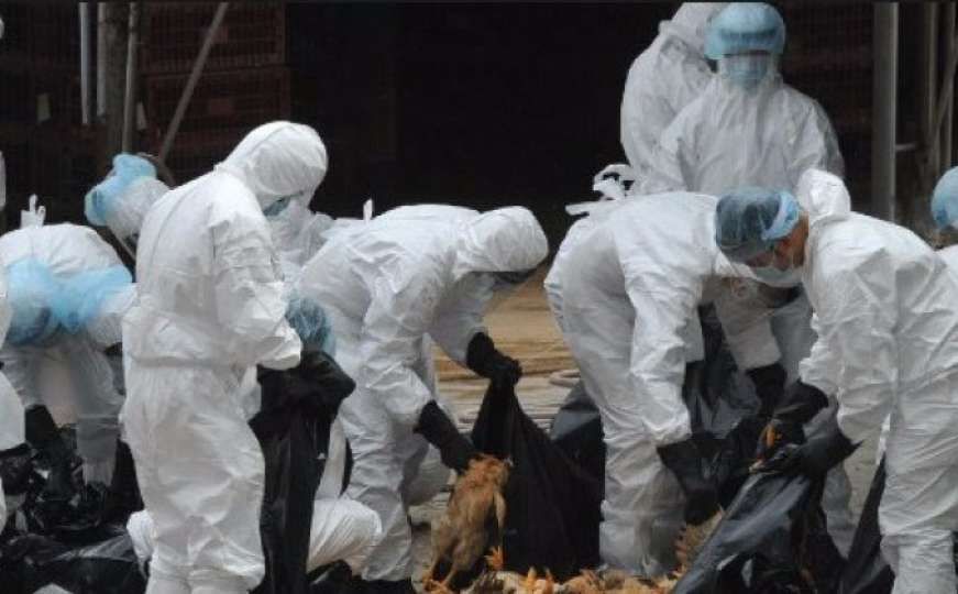 Potvrđen prvi smrtni slučaj kod ljudi od ptičije gripe, oglasio se WHO