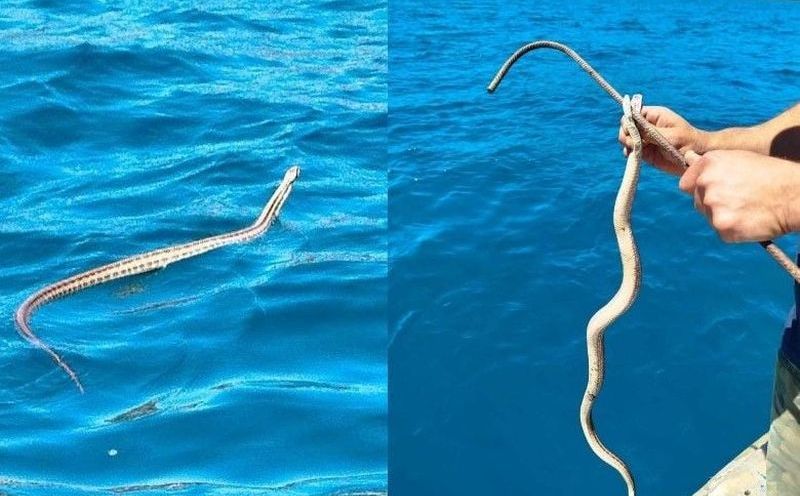 'Malo ćemo da se kupamo': Lokalni ribar u Neumu uhvatio zmiju u moru, objavljen snimak