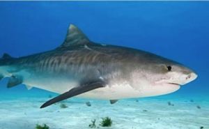 Naučnici ostali šokirani: Ovaj tigrasti morski pas ih je ostavio bez teksta