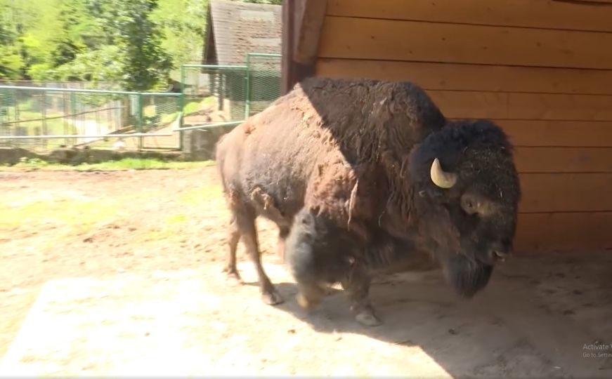 U sarajevskoj Pionirskoj dolini veselje: Bizon Ivan se ženi
