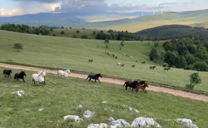 Divlji konji iz Livna: Pogledajte čudesni video o čuvarima slobode u srcu Bosne i Hercegovine