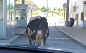 Nesvakidašnji prizor: Krava vozačima blokirala prolaz na granici između BiH i Crne Gore