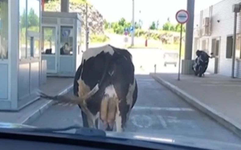 Nesvakidašnji prizor: Krava vozačima blokirala prolaz na granici između BiH i Crne Gore