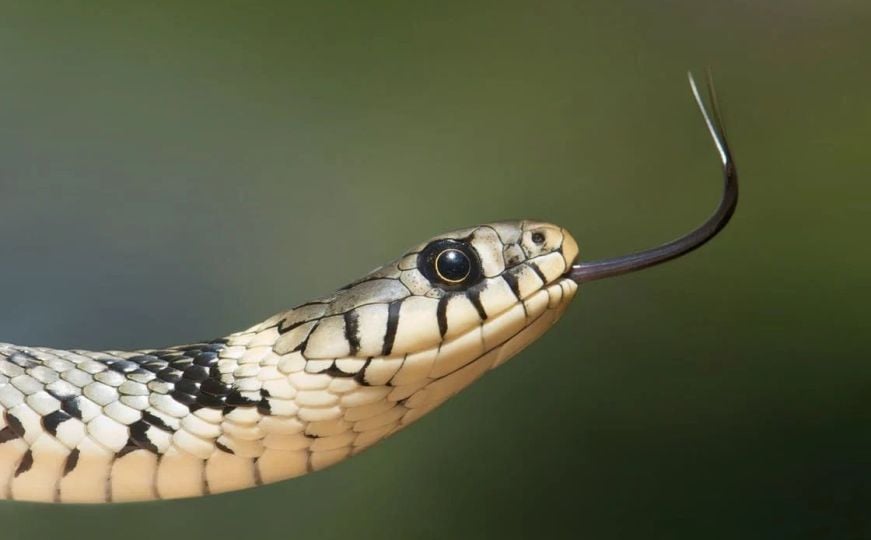 Ovo odmah uklonite iz dvorišta: Privlači zmije kao magnet