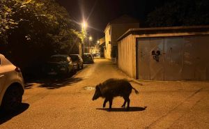 Divlja svinja na putu kroz Mostar: Mještani se iznenadili prizorom