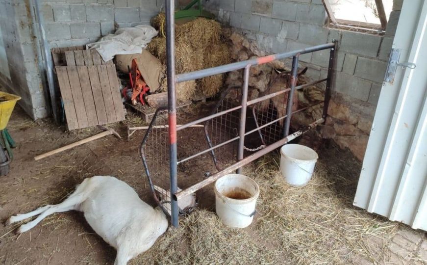 Mještani uznemireni: Vuk u Hercegovini usmrtio četiri psa čuvara i jednu kozu