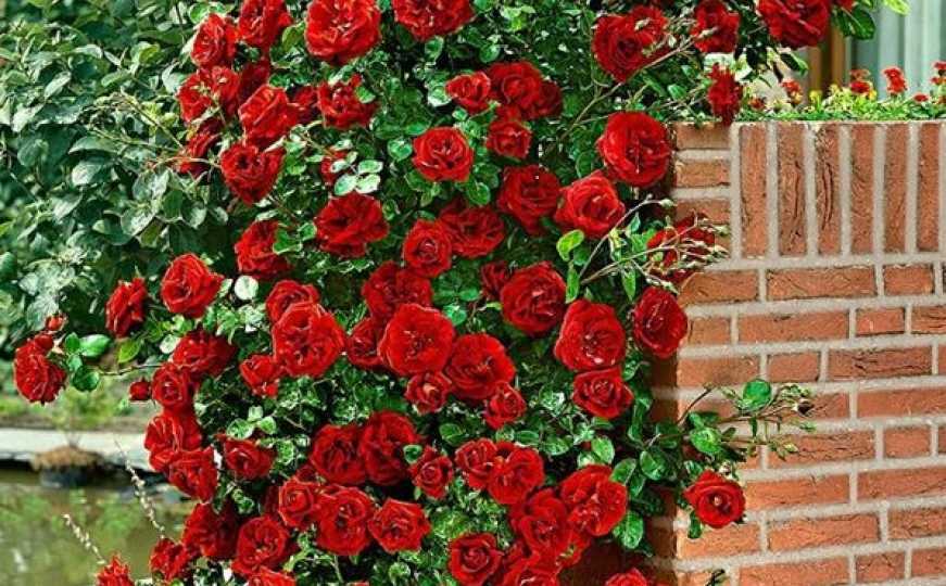 Savjeti vrtlara: Radite ovo i ruže će vam cvjetati cijelo ljeto