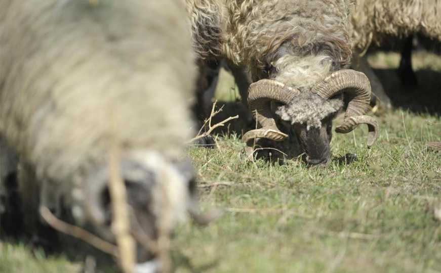 Ako slavite Bajram, ostalo je još malo vremena da kupite kurban: Ovo su ovogodišnje cijene