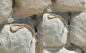 Na popularnoj plaži u Hrvatskoj fotografisana zmija: Evo šta kaže stručnjak o tome