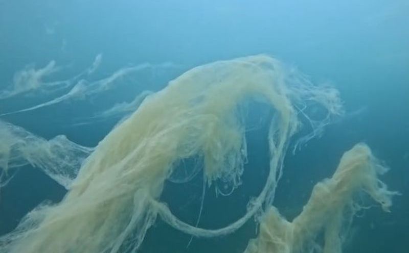Snimljena neobična stvorenja u Jadranu: Ima ih na površini i na dnu mora, pogledajte video