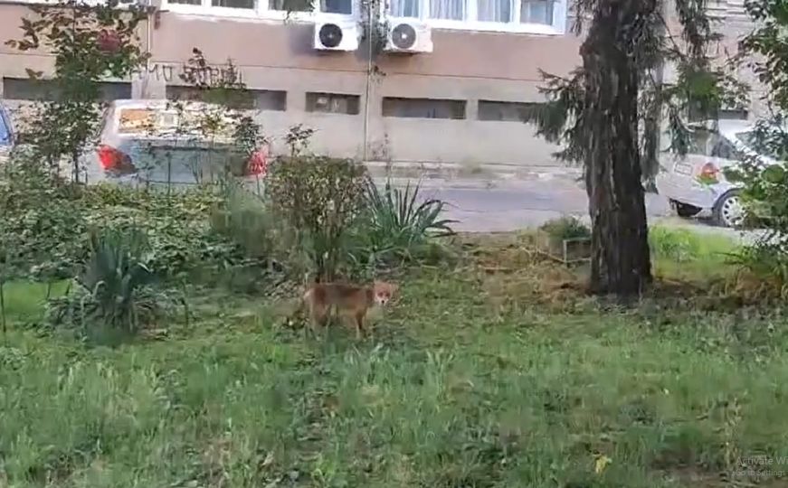 Stanovnici ovog bh. grada zatečeni ranim jutarnjim prizorom: Lisica šetala oko njihovih zgrada