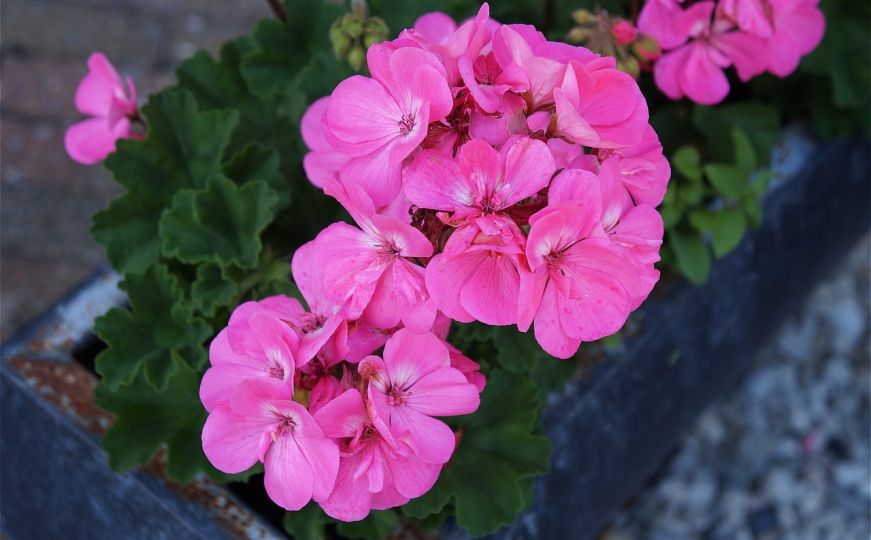 Cvijeće koje će vas impresionirati: Pogledajte kako se pravilno njeguju pelargonije