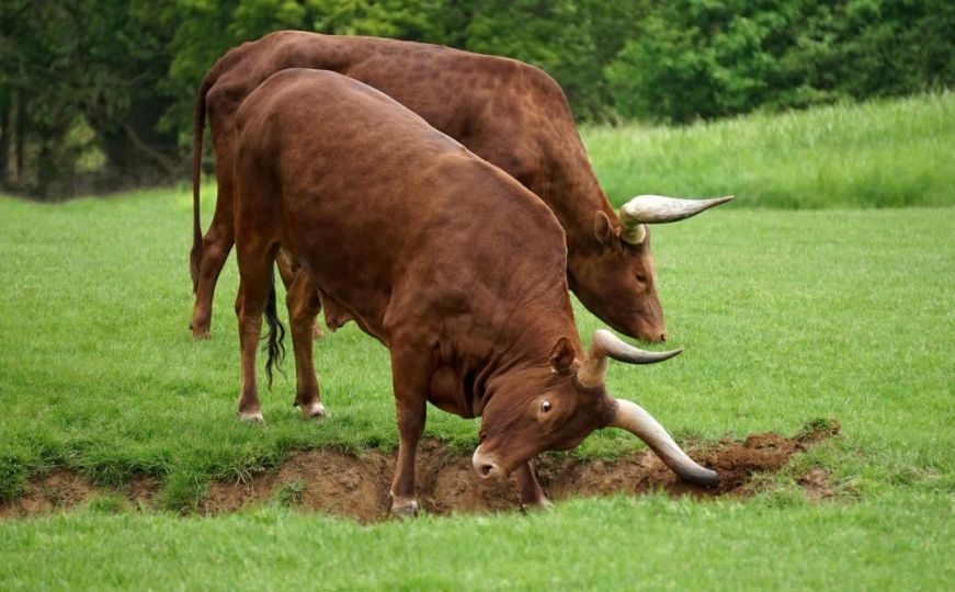 Neobična priča iz Hrvatske: Dva mlada bika pobjegla iz klaonice, lovi ih policija