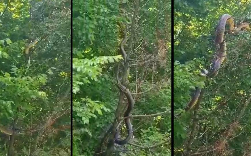 Kod Mostara navodno snimljena zmija duga čak tri metra: Objavljen snimak