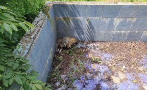 Pet malih života spašeno: Herojska akcija spašavanja jazavaca iz bazena