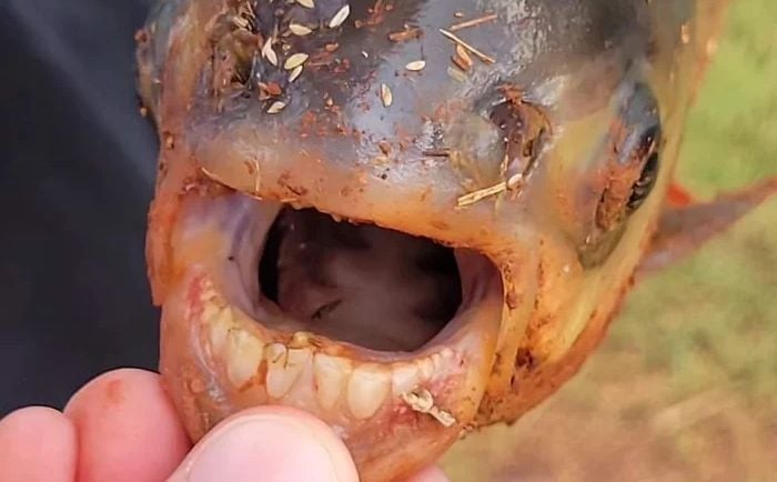 Otkrivena nova vrsta ribe: Ima zube koji podsjećaju na ljudske i 'Oko Saurona' na tijelu