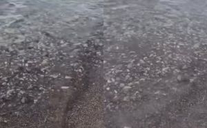 Morski pas snimljen u plićaku Jadranskog mora: Video skupio 585 hiljada pregleda