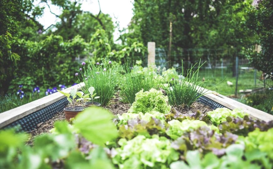 Zaštitite vaše biljke od octenih mušica: Ovo su stvari koje vam trebaju