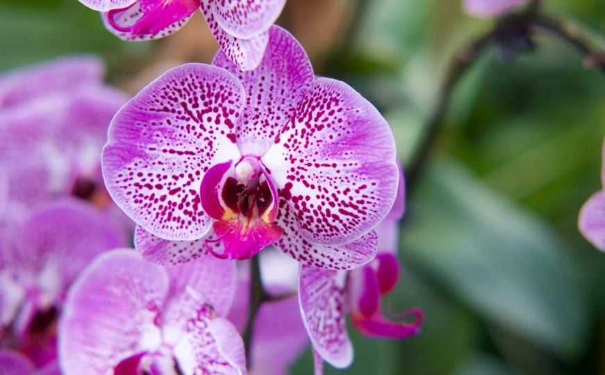Zašto vam orhideje brzo uvenu? Ključ je u jednoj karakteristici ovog cvijeta