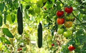 Kako da znate da li su paradajz i krastavac naprskani hemijom: Isprobajte veoma jednostavan trik