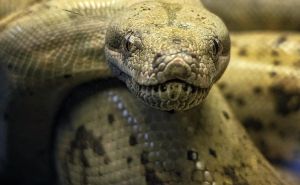 'Nismo vjerovali svojim očima: Uzgajam zmije 50 godina, ovo nikada nisam vidio'